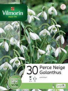 Perce Neige Woronowii (x30)